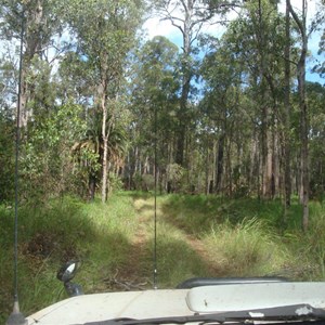 Track through the Forest