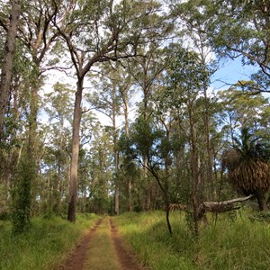 Rich basalt soils support the forest