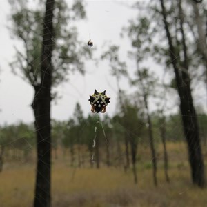 This arachnid along the track