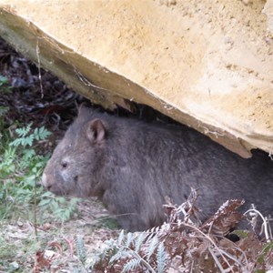 Wombat avoids the wet