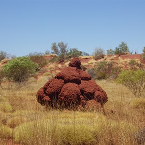 Termite Mounds