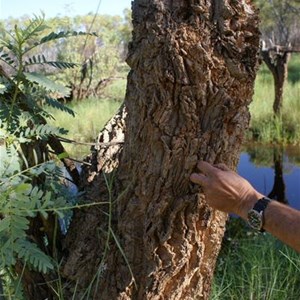 The cork like bark of a Dragon Tree