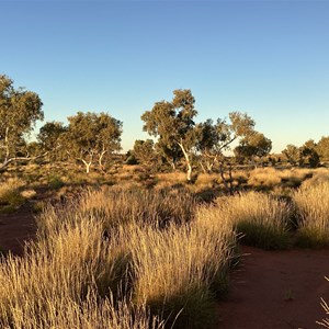 Bush Camp - Wapet Track