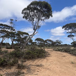 Woorlba East Rest Area