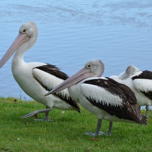 Big4 Renmark Riverfront Holiday Park