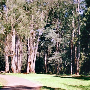 The Poplars