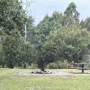 Griffin Park Camp Area