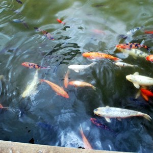 Koi Carp