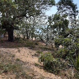 Smalleys Beach Camp Area