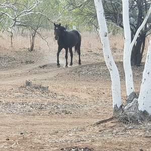 Sturt Creek Camp Area