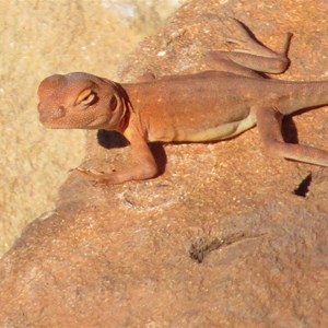 Local lizard enjoying the winter sun