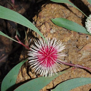  Millers Point reserve