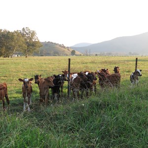 Inquisitive onlookers