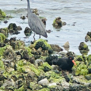 Gordon Foreshore Reserve Camp Area