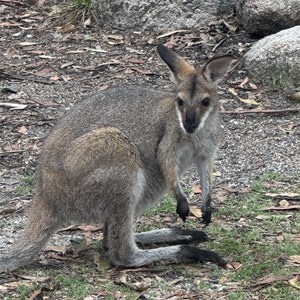 Bald Rock Campground