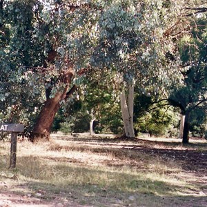 blue gum camp