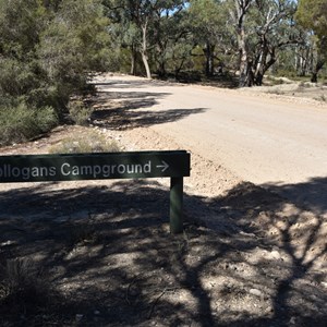 Colligans Campground 