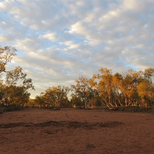 Sunset on the rivergums