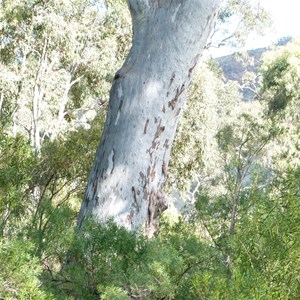 Burra Gorge camp