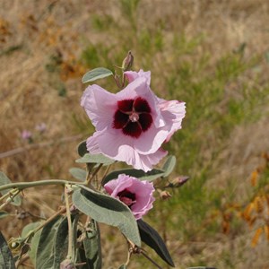 Roadside blooms