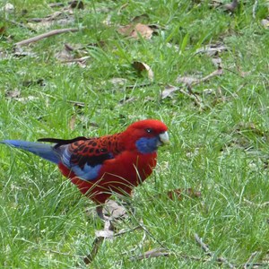 Crimson Rosella