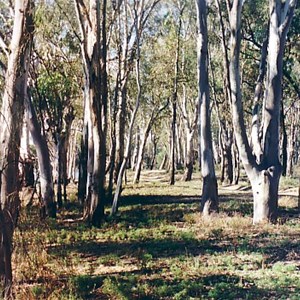 Merbein Common