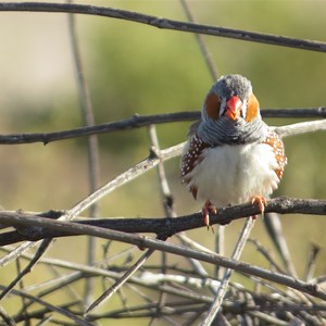 Flighty finch