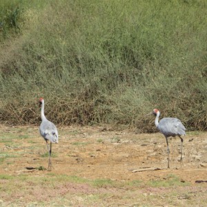  Brolga pair go for stroll