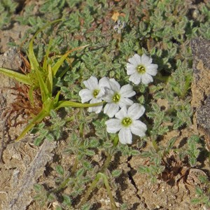 Fabulous flora