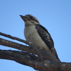 Kookaburra