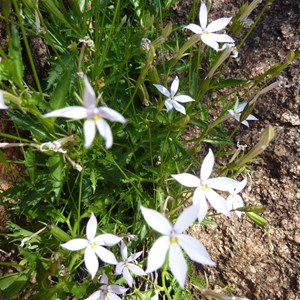 Wildflowers at Baladjie Rock