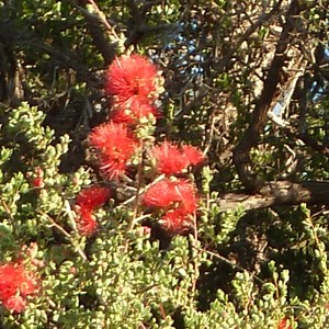 Wildflowers at Baladjie Rock