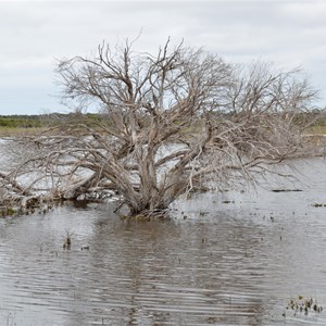 Murrays Lagoon