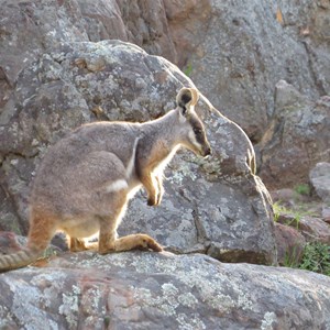 Rock wallaby