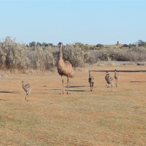 Farina Campground