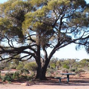 Is this the tree & table on rest area signs?