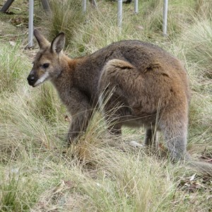 Camp visitor