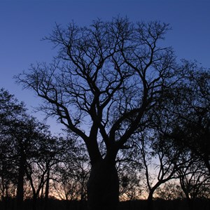 Boab silhouette