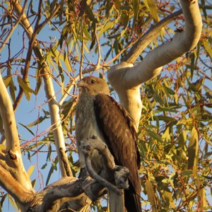 On the lookout