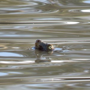 Cooper Creek Turtle, as seen from near the campground, 13 June 2018