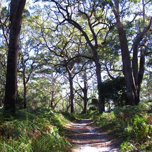 Bushwalking track