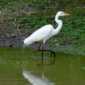 Judds Lagoon