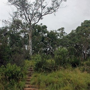Bombay Reserve, steps to picnic area from river