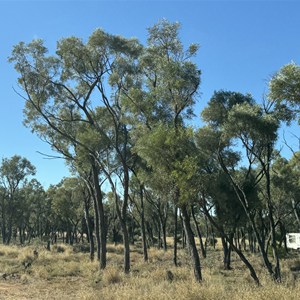 Barcaldine South Rest Area