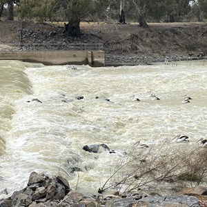 Darling River Campground