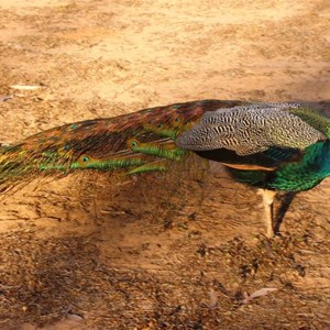 Another Hann River Roadhouse Inhabitant