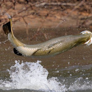 Barra fishing