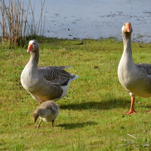 Western KI Caravan Park & Wildlife Reserve