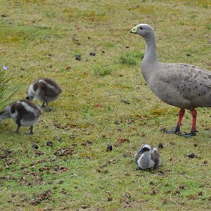 Western KI Caravan Park & Wildlife Reserve