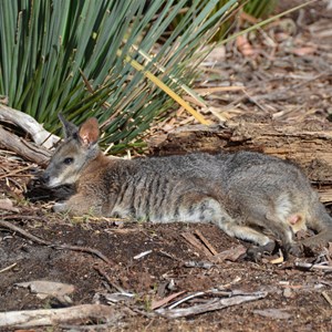 Western KI Caravan Park & Wildlife Reserve